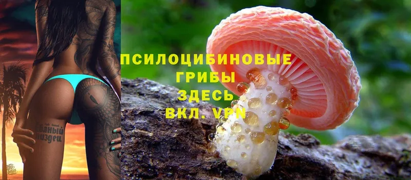 сколько стоит  Вышний Волочёк  Псилоцибиновые грибы Psilocybe 